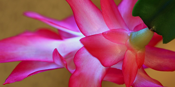 Cactus-flower-in-full-bloom